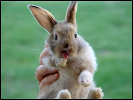 Hand holding baby bunny